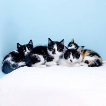 BoBerry -  Domestic Short Hair Cat for Adoption in Durham, North Carolina - BoBerry | PetCurious