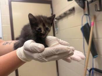Paper Plate -  Domestic Short Hair Cat for Adoption in Irving, Texas - Paper Plate | PetCurious