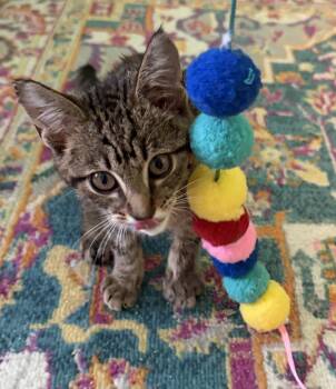 Sweet Pea -  Tabby and Domestic Short Hair Cat for Adoption in Georgetown, Kentucky - Sweet Pea | PetCurious