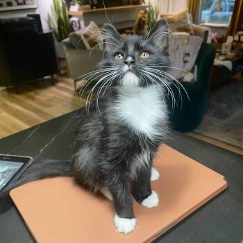 Abbott26 -  Domestic Medium Hair Cat for Adoption in Youngsville, North Carolina - Abbott26 | PetCurious