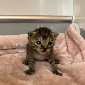 Akasha -  Domestic Short Hair Cat for Adoption in Pauls Valley, Oklahoma - Akasha | PetCurious