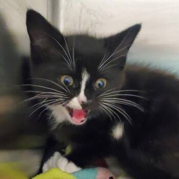 Donovan -  Domestic Short Hair Cat for Adoption in Chattanooga, Tennessee - Donovan | PetCurious
