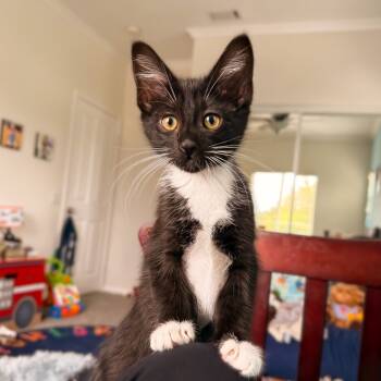 Rescue Domestic Short Hair Cats for Adoption in Long Beach, California - Minx | PetCurious