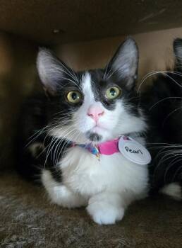 Pearl 6 -  Domestic Medium Hair Cat for Adoption in Tucson, Arizona - Pearl 6 | PetCurious