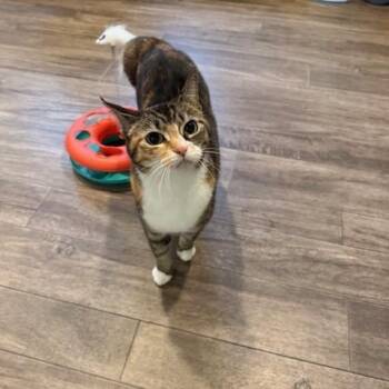Domestic Short Hair Cats Available for Adoption in Rochester, Massachusetts - Minnie | PetCurious