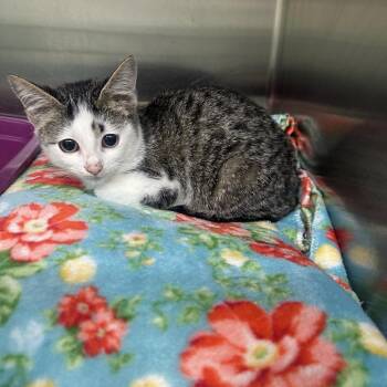 Acorn -  Domestic Short Hair Cat for Adoption in Newport, Tennessee - Acorn | PetCurious
