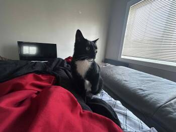 Rescue Domestic Short Hair Cats for Adoption in Hamilton, Ontario - Tatiana - The Kissing Sweetheart! | PetCurious