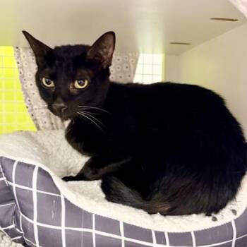 Socks -  Domestic Short Hair Cat for Adoption in Honolulu, Hawaii - Socks | PetCurious