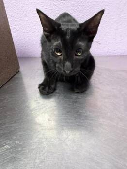 Tarantula -  Domestic Short Hair Cat for Adoption in El Paso, Texas - Tarantula | PetCurious