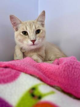 Rescue Domestic Short Hair Cats for Adoption in San Luis Obispo, California - Candy | PetCurious