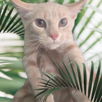Meowth -  Domestic Short Hair Cat for Adoption in Elizabeth, Pennsylvania - Meowth | PetCurious