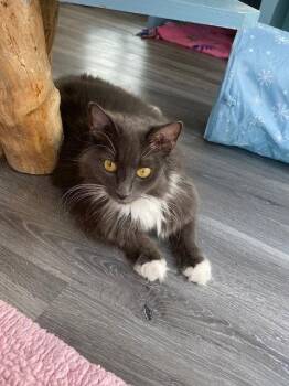 Domestic Medium Hair Cats Available for Adoption in Reston, Virginia - Delphine | PetCurious
