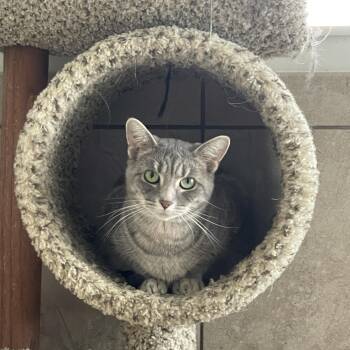 Rescue Tabby Cats for Adoption - Mira CM 6/24 | PetCurious