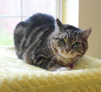 Putster - 42072 -  Domestic Short Hair and Tabby Cat for Adoption in Prattville, Alabama - Putster - 42072 | PetCurious