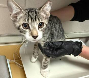 LANA -  Domestic Short Hair Cat for Adoption in Colorado Springs, Colorado - LANA | PetCurious