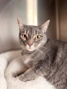 CO CO -  Domestic Short Hair Cat for Adoption in Disputanta, Virginia - CO CO | PetCurious