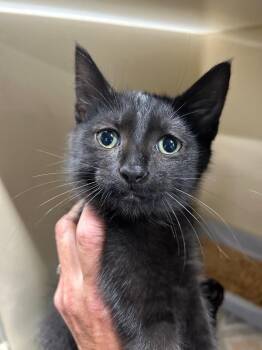 Shark Bait -  Domestic Short Hair Cat Available for Adoption in Gautier, Mississippi - Shark Bait | PetCurious