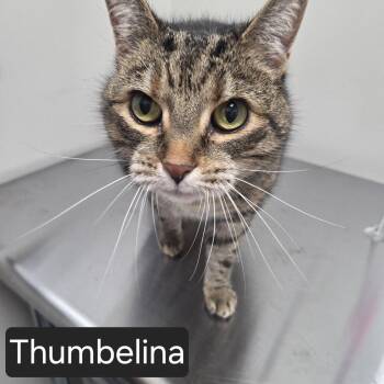 Thumbelina -  Domestic Short Hair Cat for Adoption in Snow Hill, North Carolina - Thumbelina | PetCurious