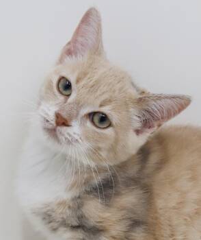 Cayenne - SUPER SUPER RARE MALE CALICO/TORBIE - wowowowow -  Torbie and Dilute Calico Cat for Adoption in Bedford Hills, New York - Cayenne - SUPER SUPER RARE MALE CALICO/TORBIE - Wowowowow | PetCurious