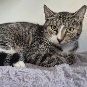 Rescue Domestic Short Hair Cats for Adoption in Newark, New Jersey - Marquee | PetCurious