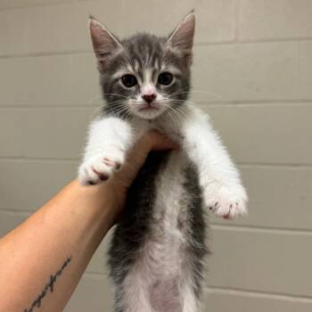 Helena -  Domestic Short Hair Cat for Adoption in Bristol, Indiana - Helena | PetCurious