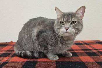 Geeves -  Domestic Short Hair Cat for Adoption in Red Wing, Minnesota - Geeves | PetCurious