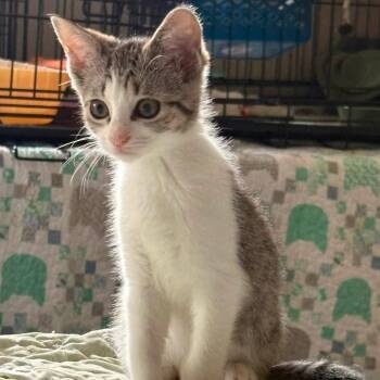 Whatchamacallit -  Domestic Short Hair Cat for Adoption in Parkersburg, West Virginia - Whatchamacallit | PetCurious