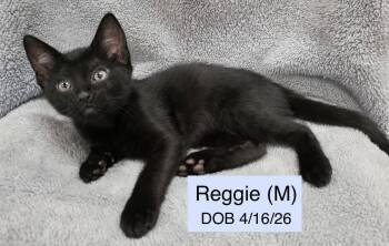 Reggie -  Domestic Short Hair Cat for Adoption in Vacaville, California - Reggie | PetCurious