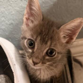 Under The Big Top -  Domestic Short Hair Cat for Adoption in Boerne, Texas - Under The Big Top | PetCurious