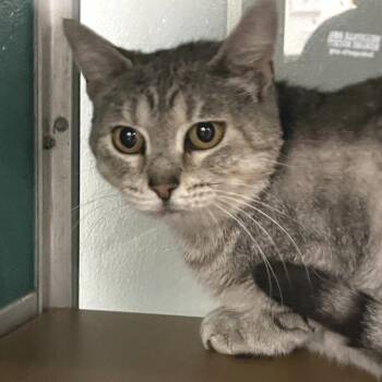 Gabby -  Domestic Short Hair Cat for Adoption in Belleville, Illinois - Gabby | PetCurious