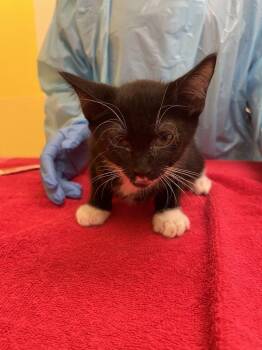 Jalapeno -  Domestic Short Hair Cat for Adoption in Raleigh, North Carolina - Jalapeno | PetCurious