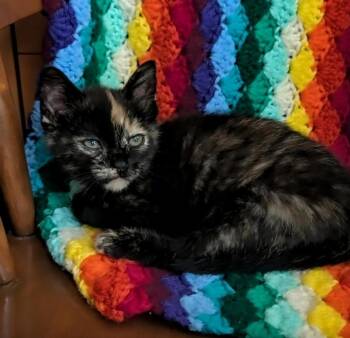 Truffle -  Domestic Short Hair Cat for Adoption in Newnan, Georgia - Truffle | PetCurious