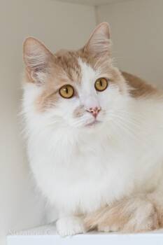 Lucius -  Domestic Long Hair Cat for Adoption in Elmwood, Louisiana - Lucius | PetCurious