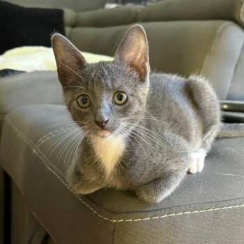 Rescue Domestic Short Hair Cats for Adoption in San Diego, California - Reap | PetCurious