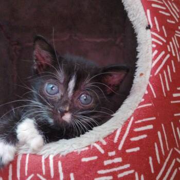 Melody -  Domestic Short Hair Cat for Adoption in Richmond Hill, Georgia - Melody | PetCurious