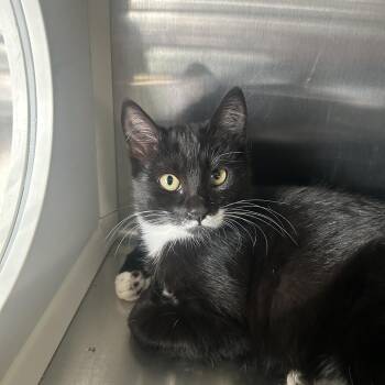 Delilah -  Domestic Short Hair Cat for Adoption in Washburn, Missouri - Delilah | PetCurious