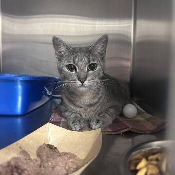 Deebo -  Domestic Short Hair Cat for Adoption in Worcester, Massachusetts - Deebo | PetCurious