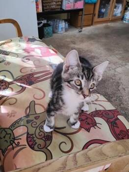 Tippy -  Domestic Short Hair Cat for Adoption in Crescent City, Florida - Tippy | PetCurious