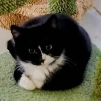 Domestic Short Hair Cats Available for Adoption - Zeke | PetCurious