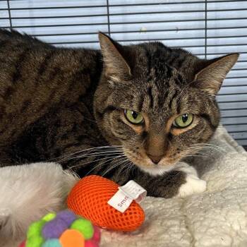 Domestic Short Hair Cats Available for Adoption - Carlos | PetCurious
