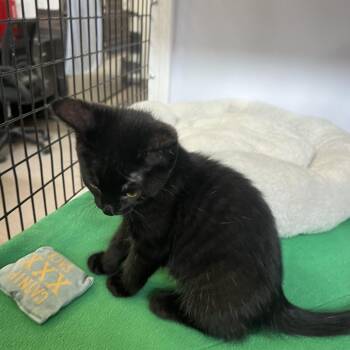 Spacie -  Domestic Short Hair Cat Available for Adoption in Sarasota, Florida - Spacie | PetCurious
