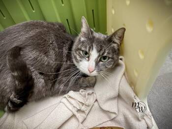 HONEY* -  Domestic Short Hair Cat for Adoption in Omaha, Nebraska - HONEY* | PetCurious