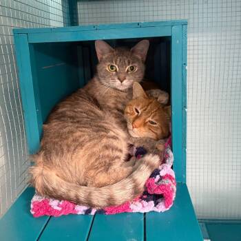 Rescue Domestic Short Hair Cats for Adoption in Pittsburgh, Pennsylvania - Peep | PetCurious