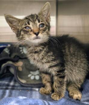 6-362 -  Domestic Short Hair Cat for Adoption in Lindenhurst, New York - 6-362 | PetCurious