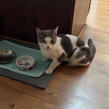 FOUND - NEW RICHLAND -  Domestic Short Hair Cat for Adoption in Rochester, Minnesota - FOUND - NEW RICHLAND | PetCurious