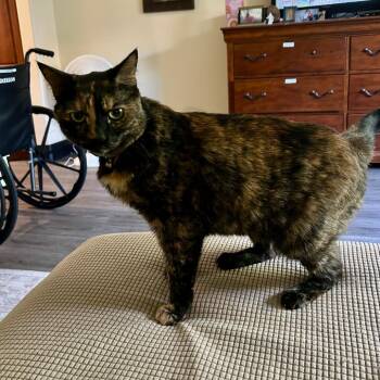 Holly -  Domestic Short Hair Cat for Adoption in Ramona, California - Holly | PetCurious