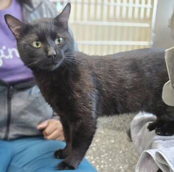 Toothless -  Domestic Short Hair Cat for Adoption in Westland, Michigan - Toothless | PetCurious