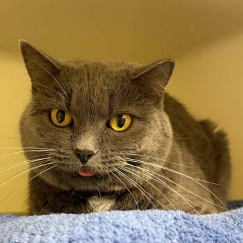 Beverly -  Domestic Short Hair Cat for Adoption in Harrisonburg, Virginia - Beverly | PetCurious