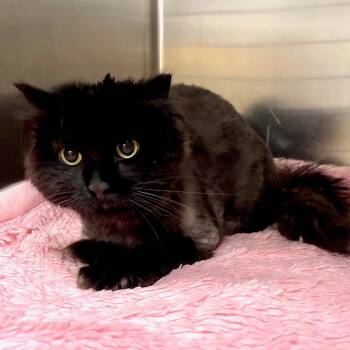 Rescue Domestic Long Hair Cats for Adoption in East Hampton, New York - Princess | PetCurious