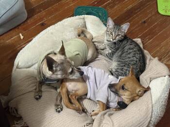 Serena -  Domestic Short Hair Cat for Adoption in Philadelphia, Pennsylvania - Serena | PetCurious